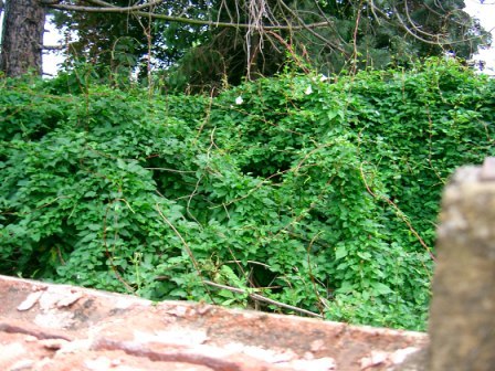 Overgrown foliage